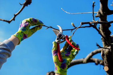 Bahçıvan, bahçe makası ve mezhepçilerle ağaçları buduyor. Kurumak, bahçe bakımı.