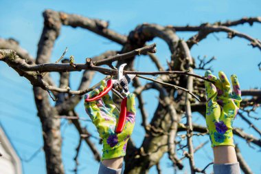 Bahçıvan, bahçe makası ve mezhepçilerle ağaçları buduyor. Kurumak, bahçe bakımı.