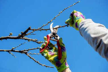 Bahçıvan, bahçe makası ve mezhepçilerle ağaçları buduyor. Kurumak, bahçe bakımı.