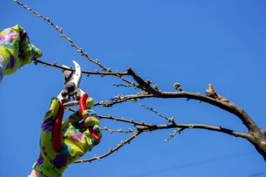 Bahçıvan, bahçe makası ve mezhepçilerle ağaçları buduyor. Kurumak, bahçe bakımı.