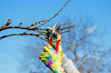 Bahçıvan, bahçe makası ve mezhepçilerle ağaçları buduyor. Kurumak, bahçe bakımı.