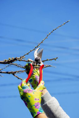 Bahçıvan, bahçe makası ve mezhepçilerle ağaçları buduyor. Kurumak, bahçe bakımı.
