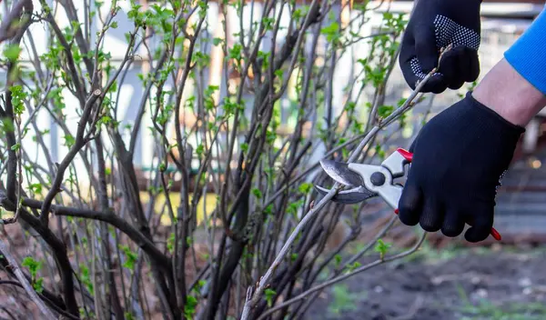 Bahçıvan bahçede frenk üzümü çalısı buduyor..