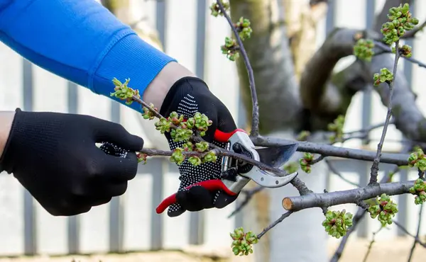 Bahçıvan, bahçe makası ve mezhepçilerle ağaçları buduyor. Kurumak, bahçe bakımı.
