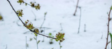 Ağaç dalında karla kaplı tomurcuklar. Karlı bahar.