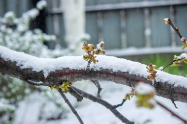 Ağaç dalında karla kaplı tomurcuklar. Karlı bahar.