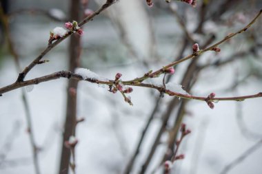 Ağaç dalında karla kaplı tomurcuklar. Karlı bahar.