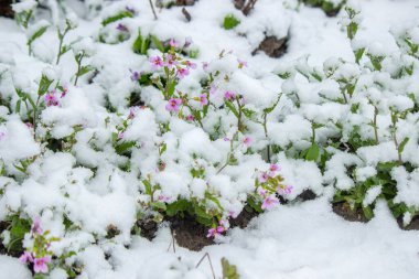 Baharda karın altında çiçekler. karlı bahar