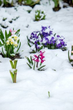 Baharda karın altında çiçekler. karlı bahar