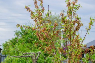 Şeftali yaprağı kıvırcık. Şeftali hastalığı