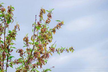 Şeftali yaprağı kıvırcık. Şeftali hastalığı