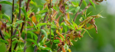 Şeftali yaprağı kıvırcık. Şeftali hastalığı