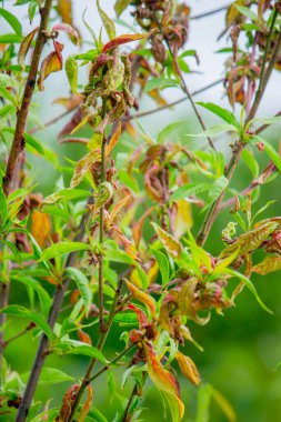 Şeftali yaprağı kıvırcık. Şeftali hastalığı