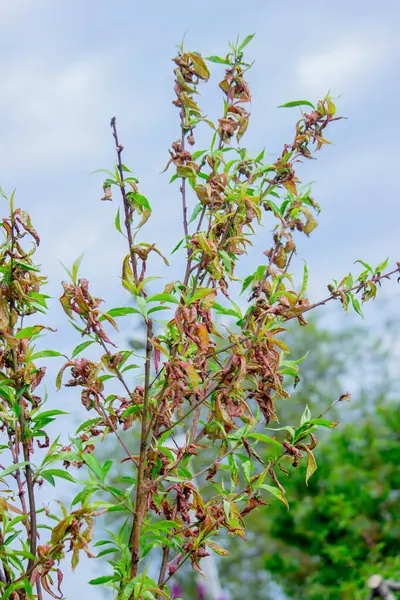 Şeftali yaprağı kıvırcık. Şeftali hastalığı