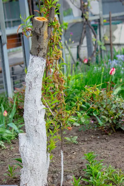 Şeftali yaprağı kıvırcık. Şeftali hastalığı