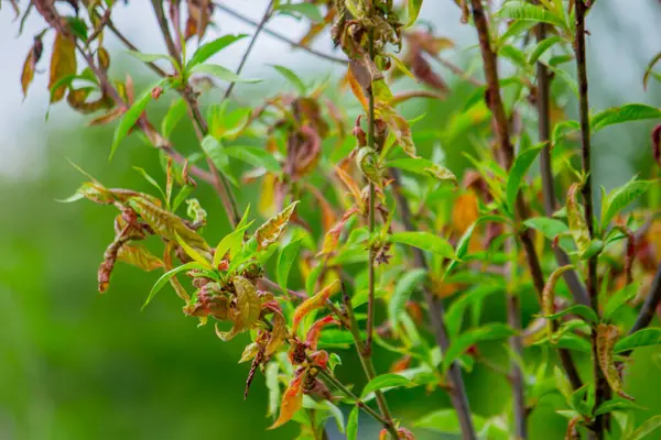 Şeftali yaprağı kıvırcık. Şeftali hastalığı