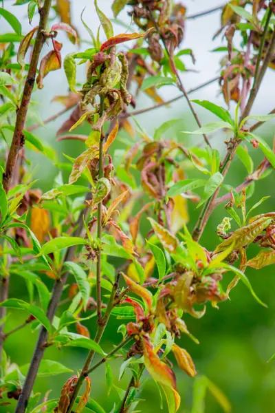 Şeftali yaprağı kıvırcık. Şeftali hastalığı