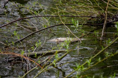 Gölde ölü balık. Seçici odak.