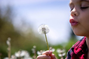 Çocuk tarlada karahindiba üflüyor. Seçici odak.