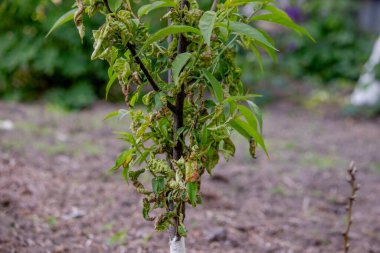 Şeftali ağacında hasta yapraklar. Taphrina deformans