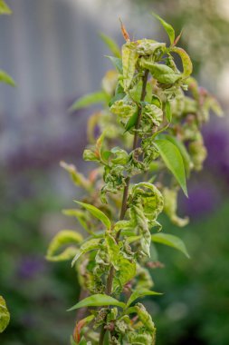 Şeftali ağacında hasta yapraklar. Taphrina deformans