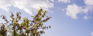 Şeftali ağacında hasta yapraklar. Taphrina deformans