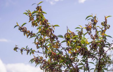 Şeftali ağacında hasta yapraklar. Taphrina deformans