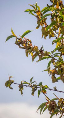 Şeftali ağacında hasta yapraklar. Taphrina deformans