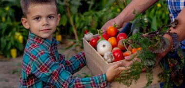 Bahçede Taze Sebze Sepeti Getiren Çocuk.