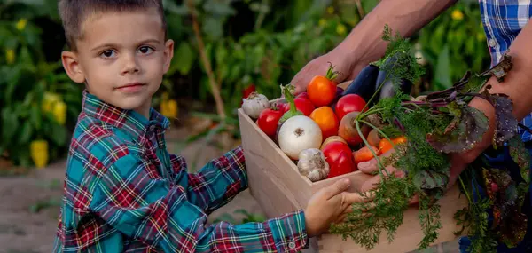 Bahçede Taze Sebze Sepeti Getiren Çocuk.