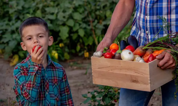 Bahçede Taze Sebze Sepeti Getiren Çocuk.