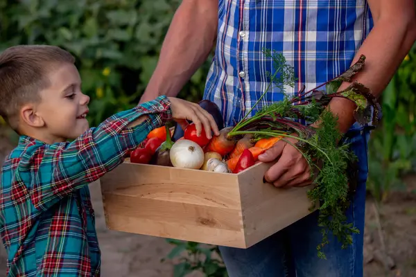 Bahçede Taze Sebze Sepeti Getiren Çocuk.