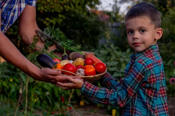 Bahçede Taze Sebze Sepeti Getiren Çocuk.