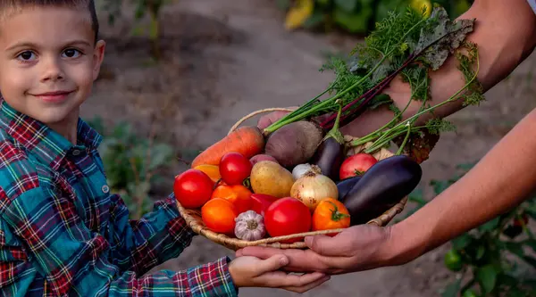 Bahçede Taze Sebze Sepeti Getiren Çocuk.