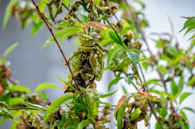 Şeftali ağacındaki hastalıklı yapraklar, kıvırcık. Tafrina deformans. Yakın plan..
