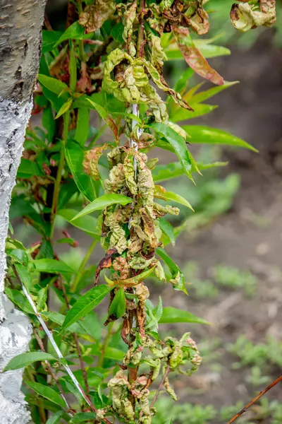 Şeftali ağacındaki hastalıklı yapraklar, kıvırcık. Tafrina deformans. Yakın plan..