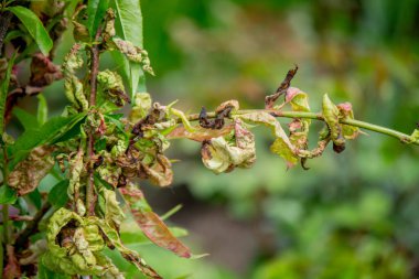 Şeftali ağacındaki hastalıklı yapraklar, kıvırcık. Tafrina deformans. Yakın plan..
