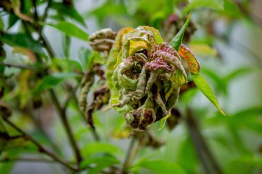 Şeftali ağacındaki hastalıklı yapraklar, kıvırcık. Tafrina deformans. Yakın plan..
