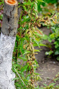 Şeftali ağacındaki hastalıklı yapraklar, kıvırcık. Tafrina deformans. Yakın plan..