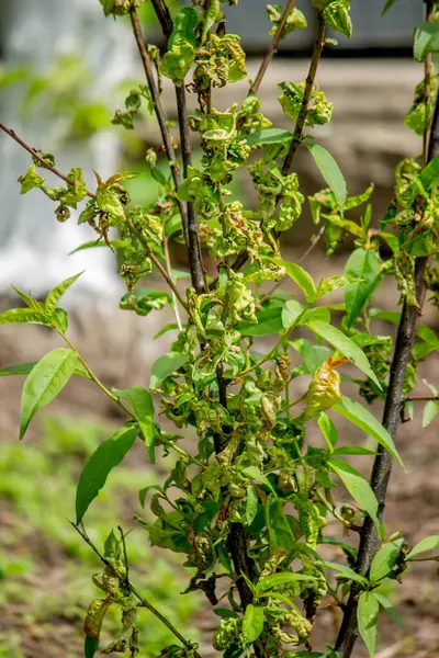 Şeftali ağacındaki hastalıklı yapraklar, kıvırcık. Tafrina deformans. Yakın plan..