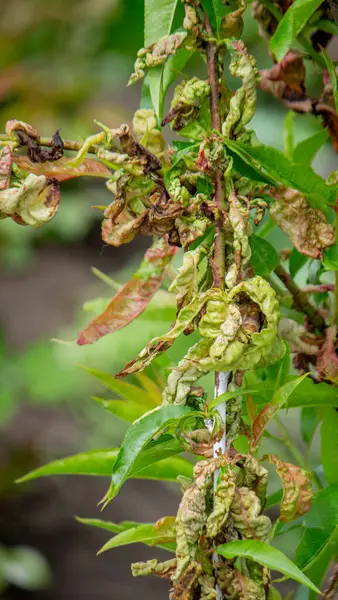 Şeftali ağacındaki hastalıklı yapraklar, kıvırcık. Tafrina deformans. Yakın plan..