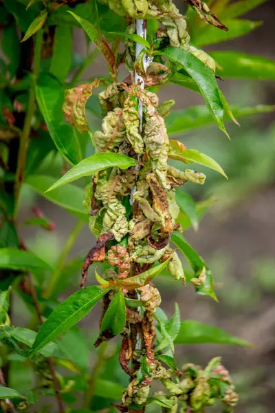Şeftali ağacındaki hastalıklı yapraklar, kıvırcık. Tafrina deformans. Yakın plan..