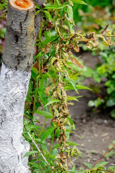 Şeftali ağacındaki hastalıklı yapraklar, kıvırcık. Tafrina deformans. Yakın plan..