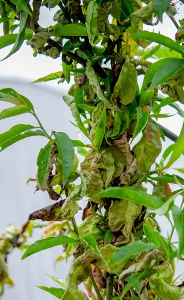 Şeftali ağacındaki hastalıklı yapraklar, kıvırcık. Tafrina deformans. Yakın plan..