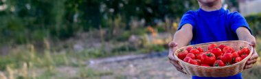 Bahçede bir kase domates tutan bir çocuk.
