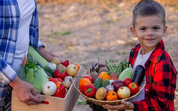 Yaşlı çiftçi kadın elinde taze sebzelerle dolu bir sandık ve elinde kase tutan bir çocuk tutuyor. Hasat et