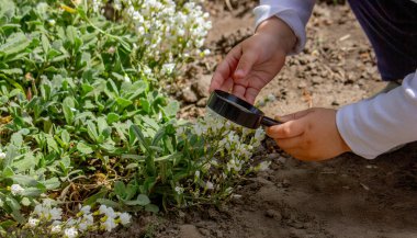 Küçük kız büyüteçten çiçeklere bakıyor. Seçici odak.