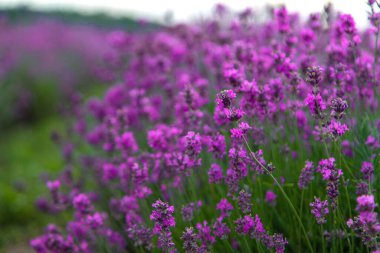 Çiçek açan lavanta tarlası. Lavanta filizleri yakın plan. Temel petrol kültürü. Aromaterapi konsepti. Lavanta yağı.