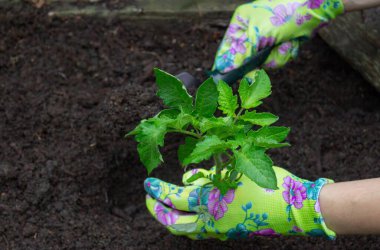 Bahçeye domates eken çiftçi. Çiçek dikiyorum.