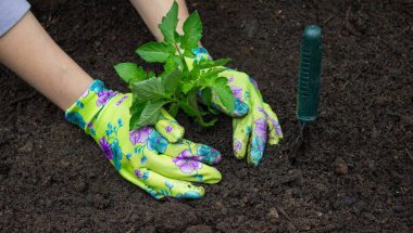 Bahçeye domates eken çiftçi. Çiçek dikiyorum.